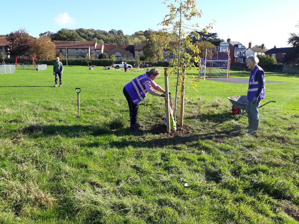 Planting something in Meadow Park